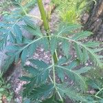 Pleurospermum uralense Leaf