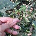 Smallanthus maculatus Цвят