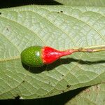 Ocotea helicterifolia फल