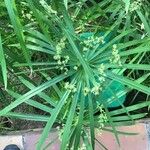 Cyperus alternifolius Лист