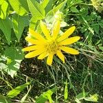 Silphium integrifolium Kvet