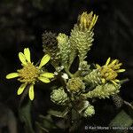 Hazardia orcuttii Flower