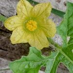 Momordica charantia Flower