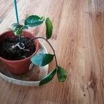 Zamioculcas zamiifoliaЛист