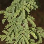 Vachellia farnesiana Blatt