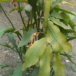 Epiphyllum phyllanthus Листок