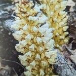 Conopholis alpina 花
