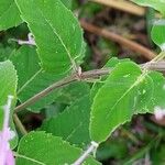 Monarda fistulosa 葉