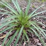 Eryngium paniculatum Levél