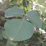 Butea monosperma Frunză