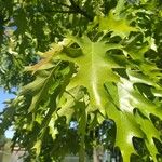 Quercus palustris Yaprak