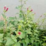 Salvia microphylla Fuelha