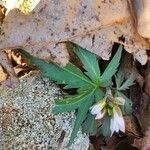 Cardamine concatenataHostoa