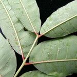 Toona sinensis List