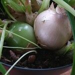 Albuca bracteata Beste bat