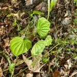 Dioscorea villosa Blatt