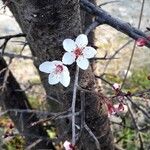 Prunus cerasifera Cvet