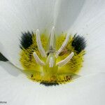 Calochortus leichtlinii Flower