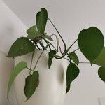 Philodendron hederaceum 葉