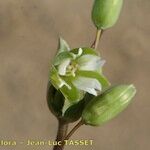 Cerastium perfoliatum Квітка