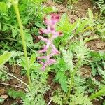 Fumaria officinalisFlower