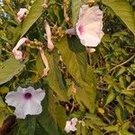 Ipomoea carneaFlower