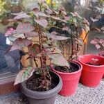 Hypoestes phyllostachyaDelienn