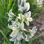 Ornithogalum boucheanum Blüte