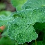 Geranium renardii Leaf