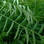 Vicia tenuifolia Blad