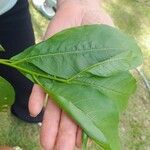 Cestrum racemosum Leaf