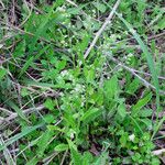 Myosotis macrosperma Habit