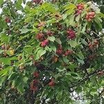 Malus prunifolia Habit