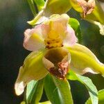 Epipactis rhodanensis 花