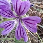 Malva setigeraFlower