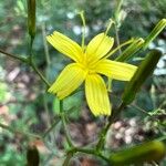 Lactuca muralis Blomst