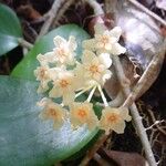 Hoya nicholsoniae Fleur