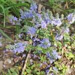 Veronica prostrata Flower