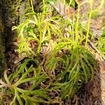 Lycopodium complanatum Flower