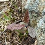 Hieracium venosum Листок