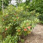 Rhododendron keysii موطن