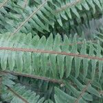 Nephrolepis cordifolia Blatt