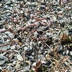 Limonium companyonis Fula