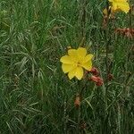 Oenothera stricta Blüte