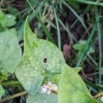 Fagopyrum esculentum Leaf