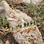 Albuca abyssinica Owoc