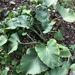 Eryngium giganteum Blatt
