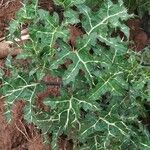 Solanum linnaeanum Leaf