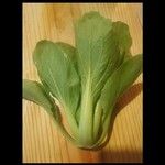 Brassica rapa List