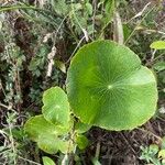 Hydrocotyle bonariensis Blad